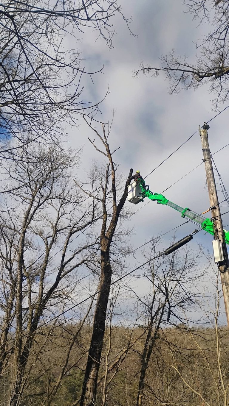 Tree trimmer in bright green lift bucket pruning bare branches on tall tree against cloudy sky
