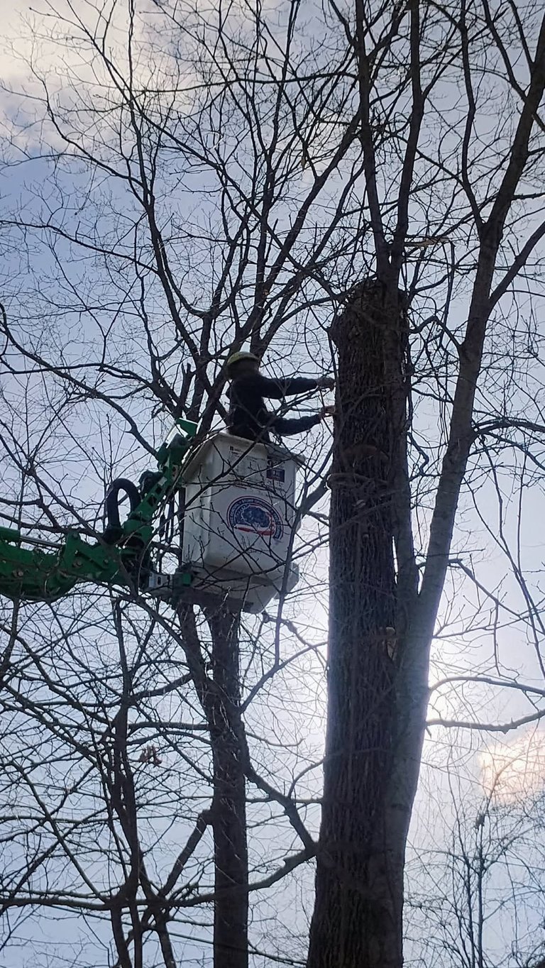 Tree service worker with chainsaw in harness trimming bare branches from tall tree against cloudy sky