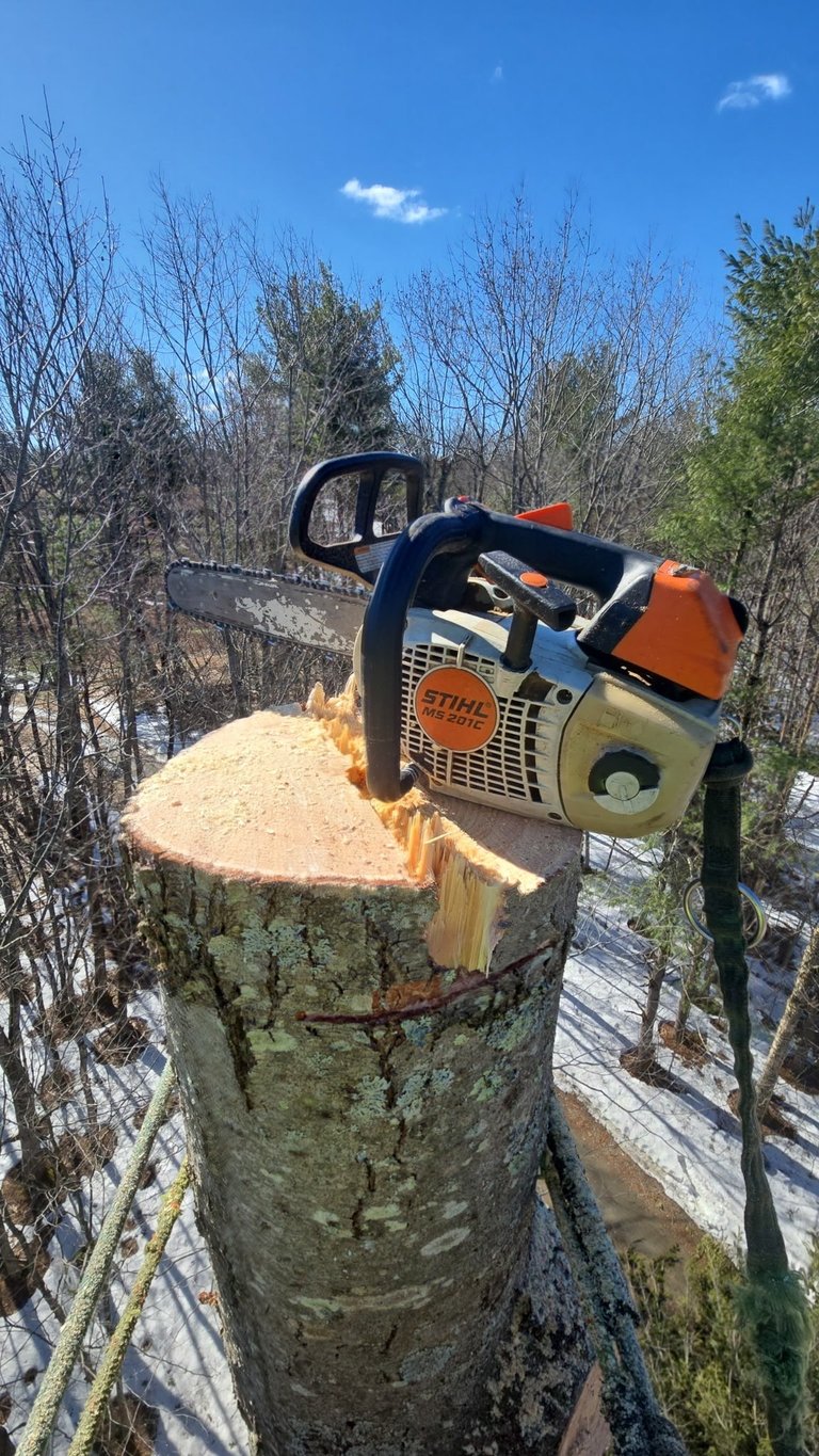 STIHL chainsaw resting on freshly cut tree stump in forest setting on sunny day