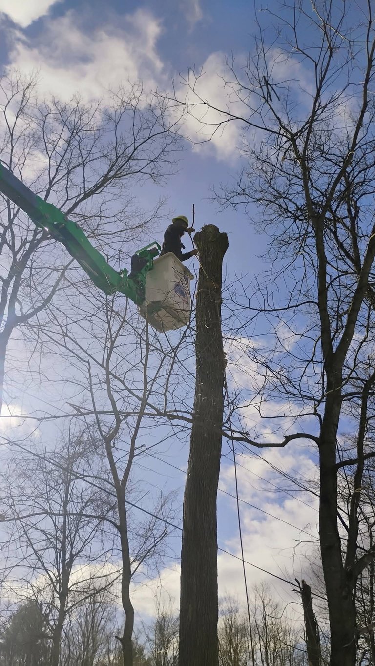 Worker in green safety gear using hydraulic lift equipment on tall tree, surrounded by bare winter trees and blue sky with clouds